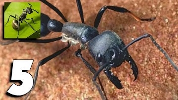 The Ants: Underground Kingdom - Gameplay (Android, iOS) Part 5 - Max Level