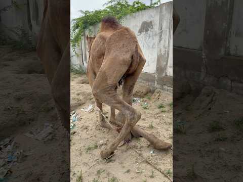 جمل صغير معاق يعاني من صعوبة في الجلوس بسبب كسر في ساقيه