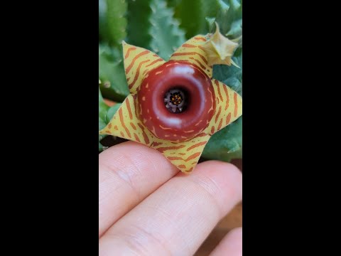 Видео: Lifesaver кактус ургамал - Huernia кактус ургуулах зөвлөмжүүд