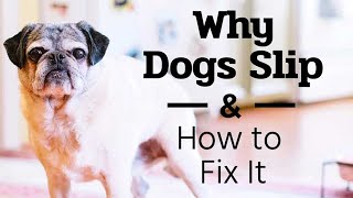 Why Dogs Slip And How To Fix It - The Buzby Dog Podcast