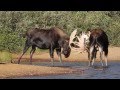 BIG BULL MOOSE RUT / September 2013-Wildlife Photography-Jackson Hole/Grand Teton Park/Yellowstone