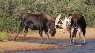 BIG BULL MOOSE RUT / September 2013-Wildlife Photography-Jackson Hole/Grand Teton Park/Yellowstone