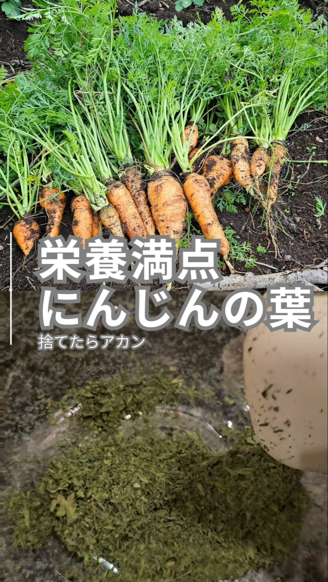 にんじんの葉は乾燥させて長期保存#家庭菜園 #有機野菜 #有機栽培 #無