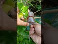 airlayering technique using coconut fiber🌳
