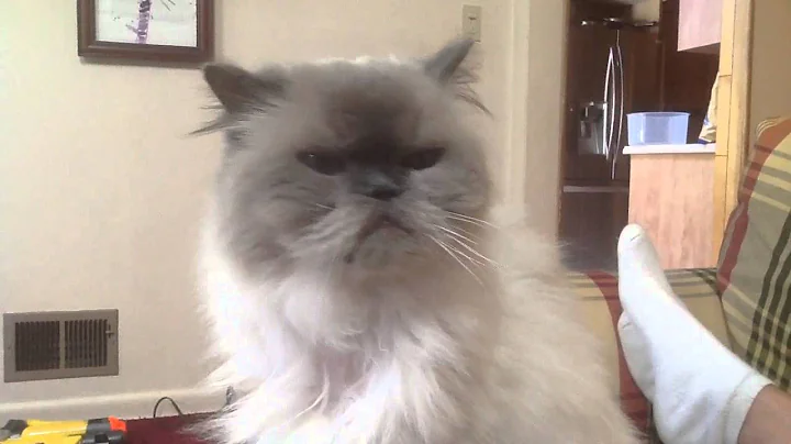 Video 476161: himalayan persian cat, blue point himalayan persian, persian cat talking, himalayan kitty, food persian, sweet cat kitty, funny cat talking, cat old