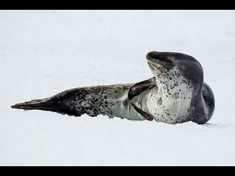 Download Facts: The Leopard Seal