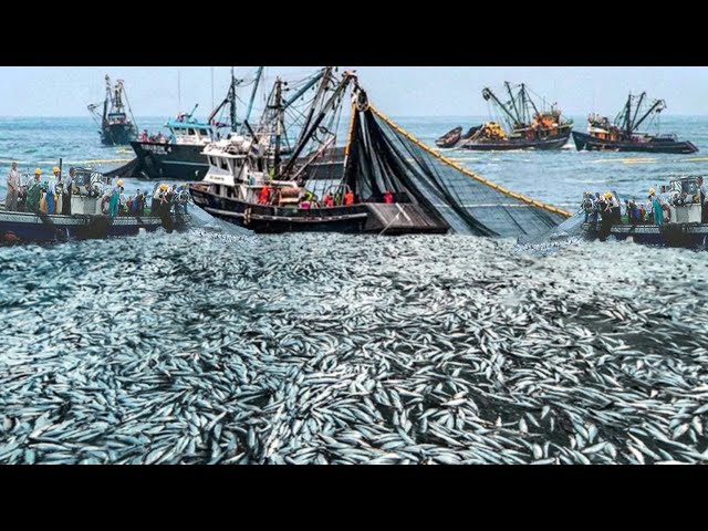 Harvesting Fish Big, Net Fishing On the Sea - Huge Fishing Nets Catch  Hundreds of Tons Fish #03 