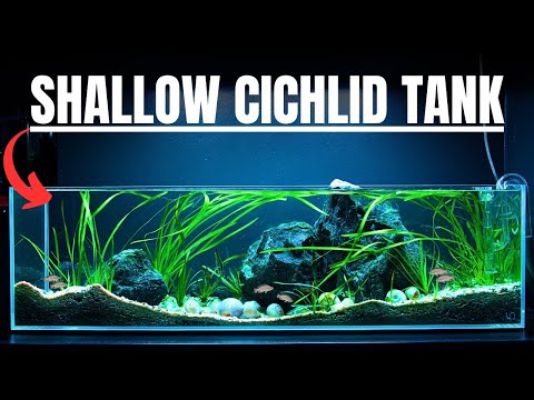 I MADE A SHALLOW AQUARIUM FOR THE WORLD'S SMALLEST CICHLID