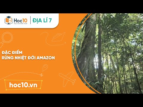 Video: Đặc điểm chính của rừng nhiệt đới là gì?