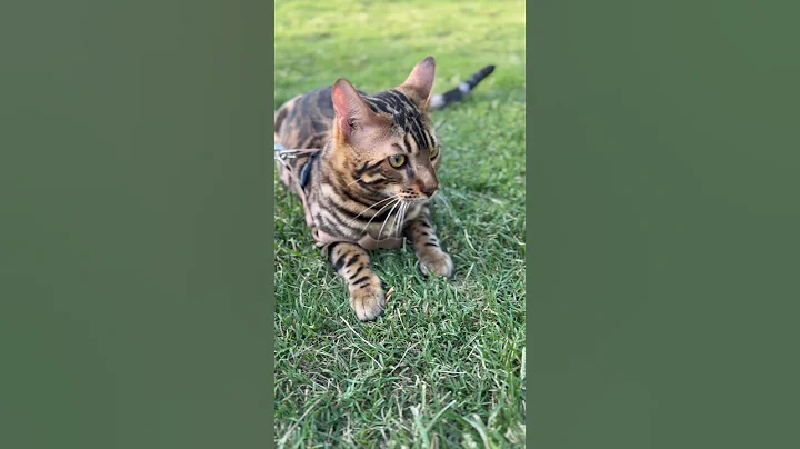 Video 5474091: savannah cats love, gato savannah