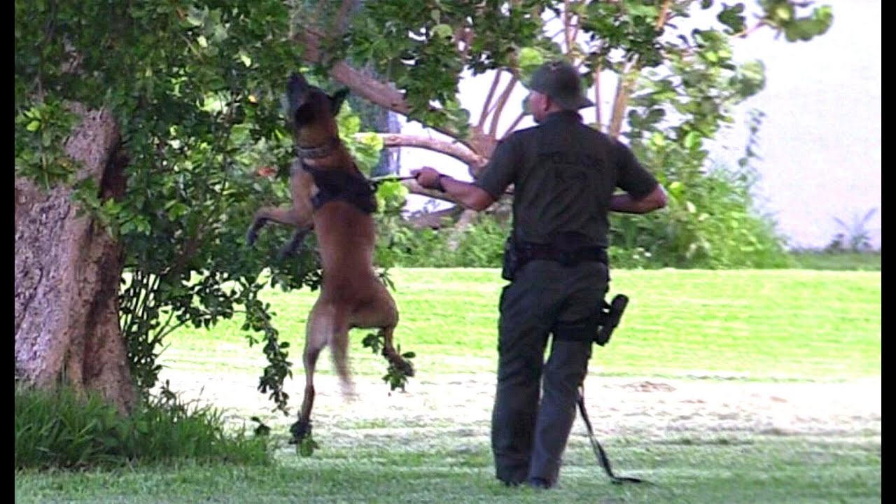 Police K9 Unit: 'Hider' In The Tree Take-Down Training ...