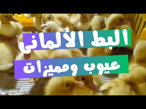 سمعتوو عن البط الألمانى عيوب ومميزات التربية البك الألمانى