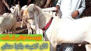 Lalukhet Bakra Mandi Rate Update  Karachi 12-2021 خوبصورت بکرے لالوکیت بکرا منڈی میں