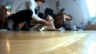 www.dogfriend.org: Как дать собаке таблетку www.dogfriend.org: Как дать собаке таблетку