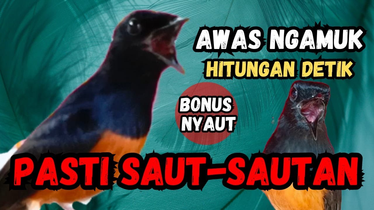 AWAS NGAMUK PARAH🔴PANCINGAN MURAI BATU GACOR AMPUH JADIKAN MURAI BATU AGAR NYAUT BUNYI