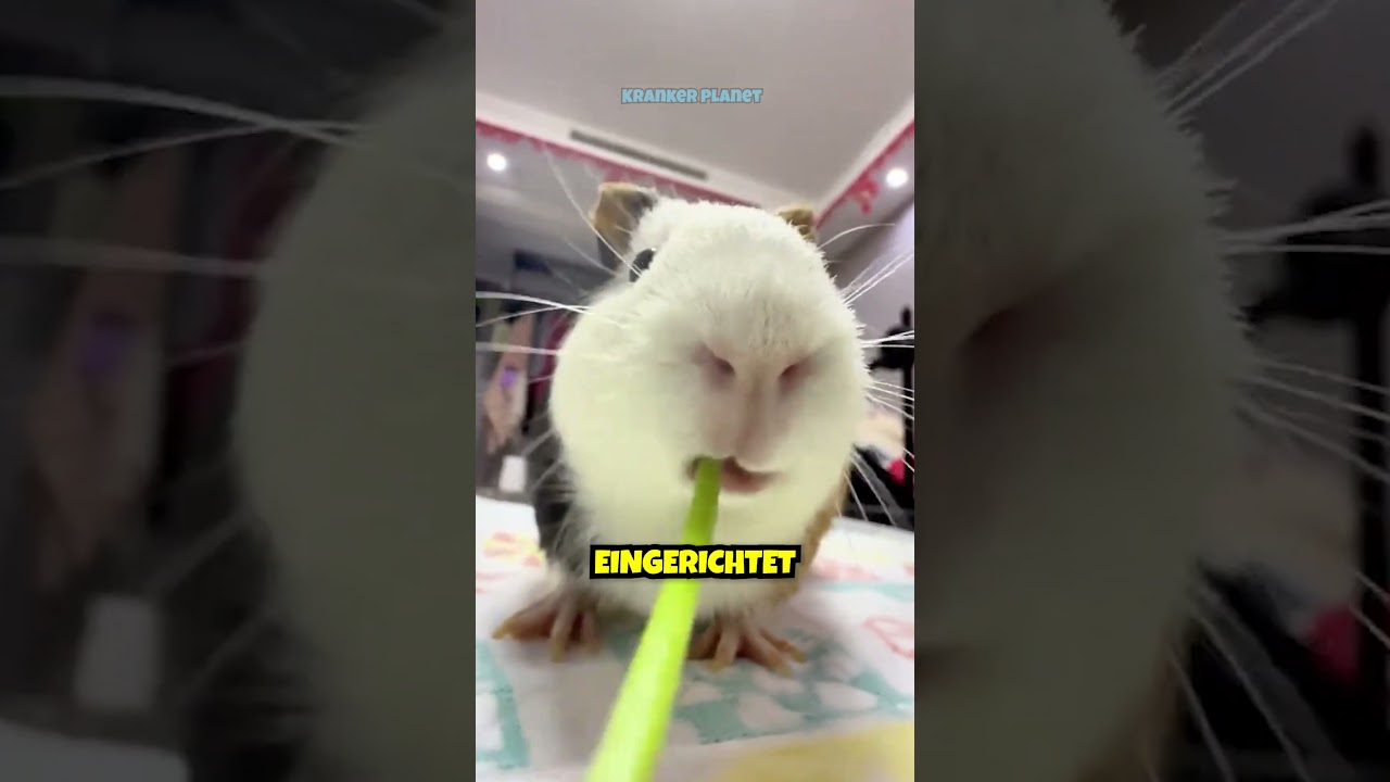 😯 Sie SAMMELT einfach MEERSCHWEINCHEN 🐗