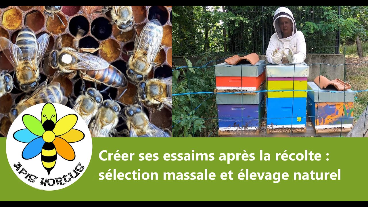 Créer ses essaims après la récolte : sélection massale et élevage naturel
