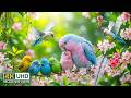 Summer Forest Bird Sounds & Gentle Piano 🌿 Soothing Nature Ambience for Stress Relief & Inner Peace