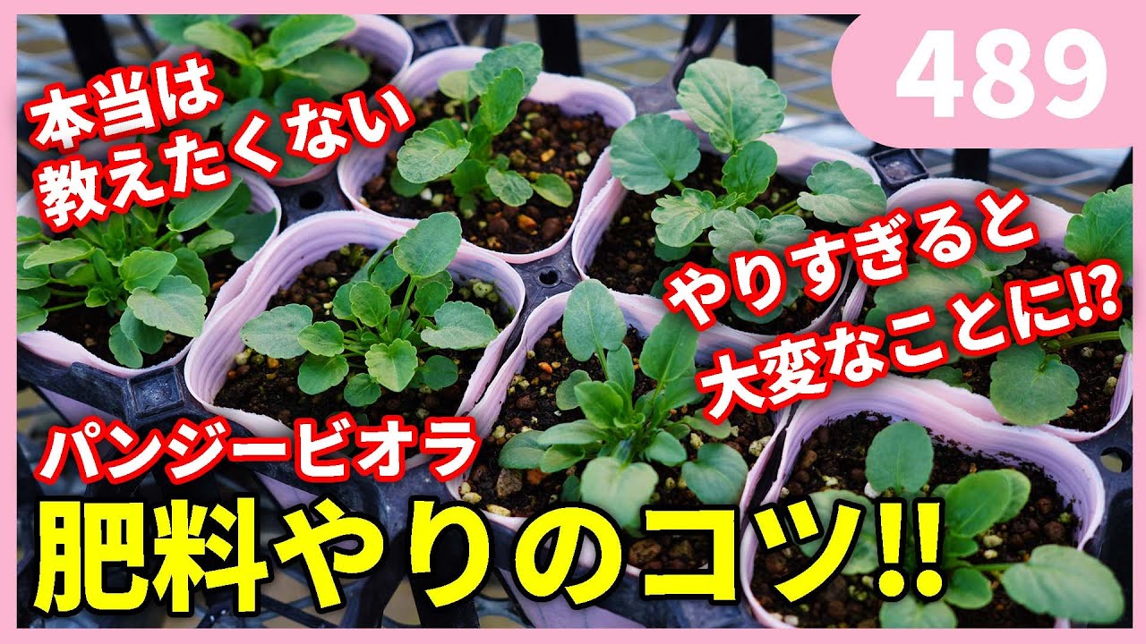 【プロ直伝】パンジービオラの時短種まき Vol.4 追肥のタイミングと肥料の注意点 by 園芸チャンネル 489 園芸 ガーデニング 初心者