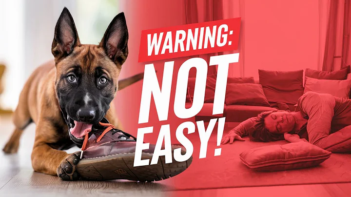 Belgian Malinois Puppy Ownership: What Nobody Tells You !