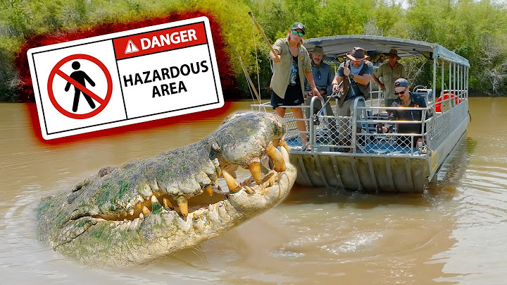 Giant Crocodile FOUND - Could You Outswim Him?