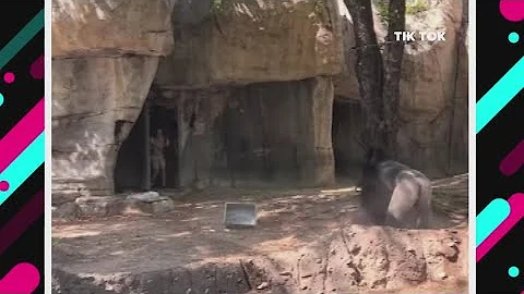 VIDEO: Gorilla chases Texas zookeepers in enclosure