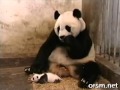 Панда испугался от чихания своего ребенка