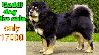 Gaddi dog for sale in Punjab 9855937831