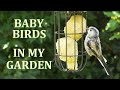 Baby birds, all the young birds in my Garden this year