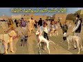 Kohat sunday special dogs  market price updates  part109 date 17122023  pk animals