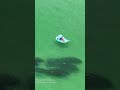 A Group of Manatees Swimming Past a Woman Floating in the Gulf in Florida