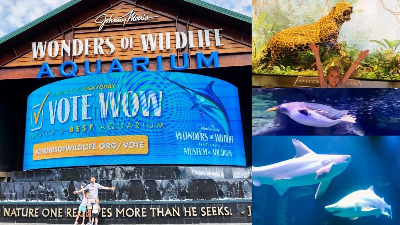 Wonders of Wildlife Museum & Aquarium Tour - MaxresDefault