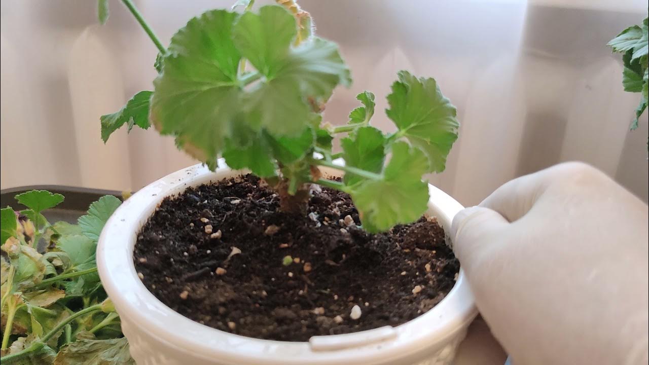 Как обрезать королевскую герань осенью. Обрезка королевской пеларгонии. королевская пеларгония обрезка осенью. королевская пеларгония как обрезать когда высокая и падает.