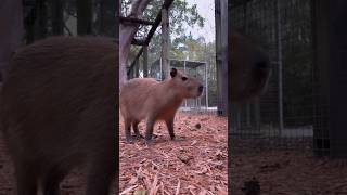 Viral #Thriller Dancing Capybara #Eve Turns Catwalk Model.