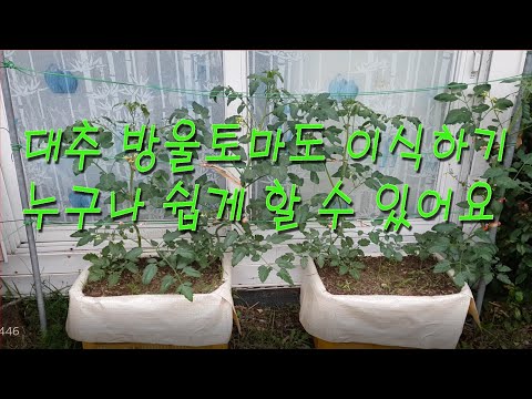 [여주개미tv]대추 방울토마토 재배법/방울토마토 기르기/토마토 재배법/The jujube-tomato seedling method is simple.