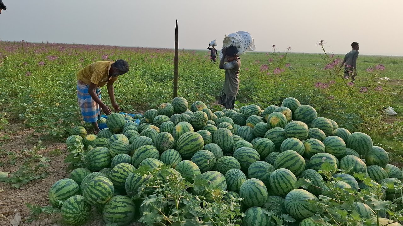 পানির দামে বিক্রয় হচ্ছে হাকালুকি হাওরে তরমুজ। ওই কিরে মধু মধু। #HAKALUKI TV