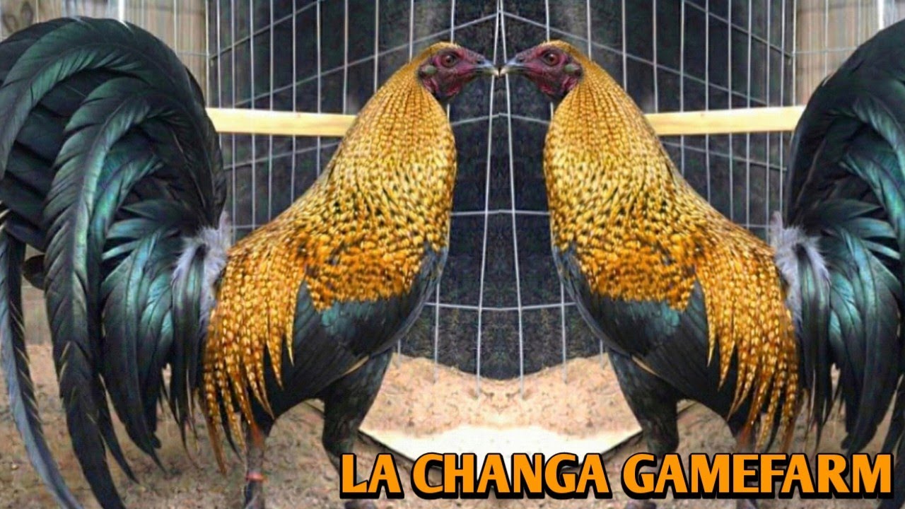 Красивые птицы - ферма Ла Чанга