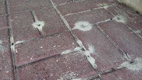 Pavement Ants Breakthrough Pavers in Farmingdale, NJ