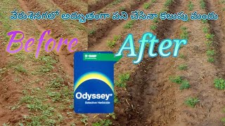 BASF వారి Odyssey కలుపు మందు వేరుశనగ లో అద్భుతంగా పని చేస్తుంది