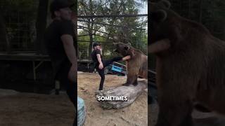 Horrible Truth About Bears Raised by Humans 🐻 #facts #animals
