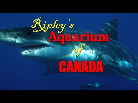 Ripleys Aquarium of Canada. Toronto @TheLaffen79