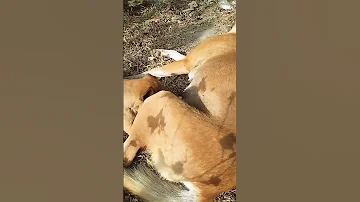 The Funniest Dog Moment Of 2025 You Won T Believe Your Eyes Shorts Animals Dog Cute 2025 