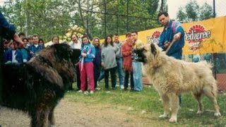 Qent e sharrit ,Deltar Ilir,