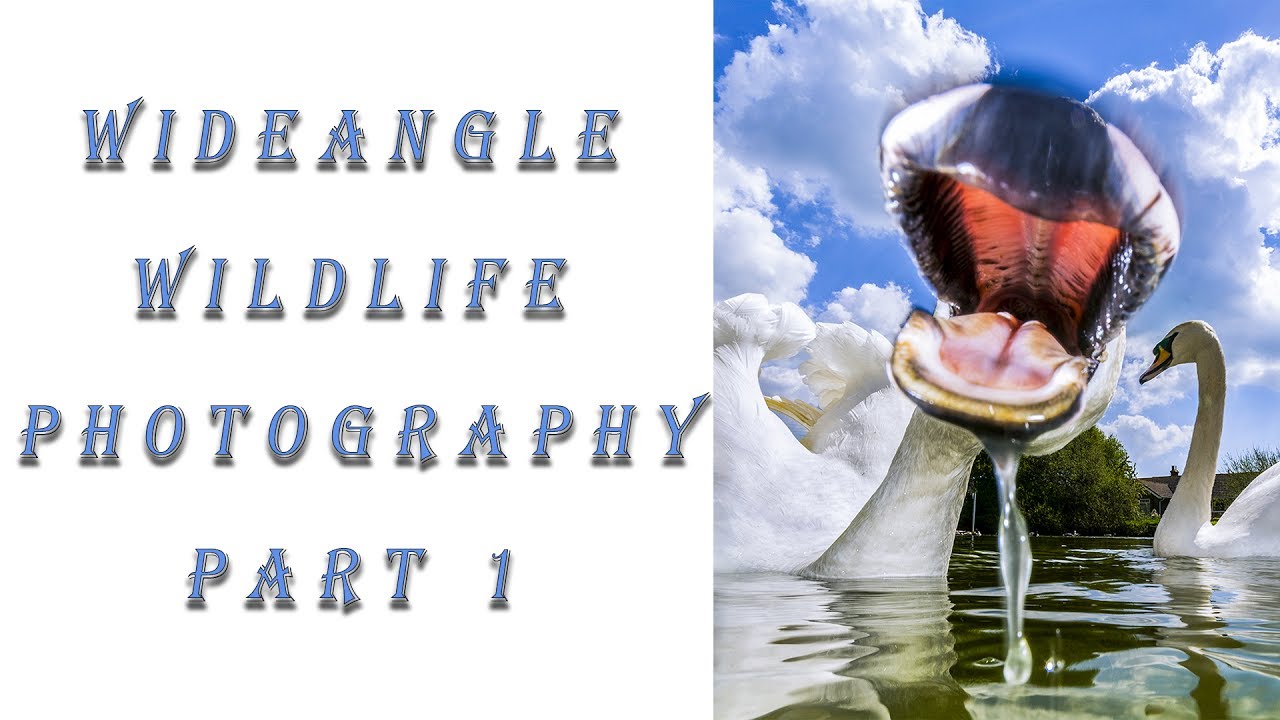 wide angle wildlife photography
