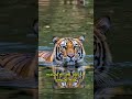 Facts about the Sumatran tiger Indonesia #animalfacts #wildlife #tiger