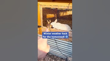 How We Keep Rabbit Water Flowing in Freezing Temps ❄️🐇