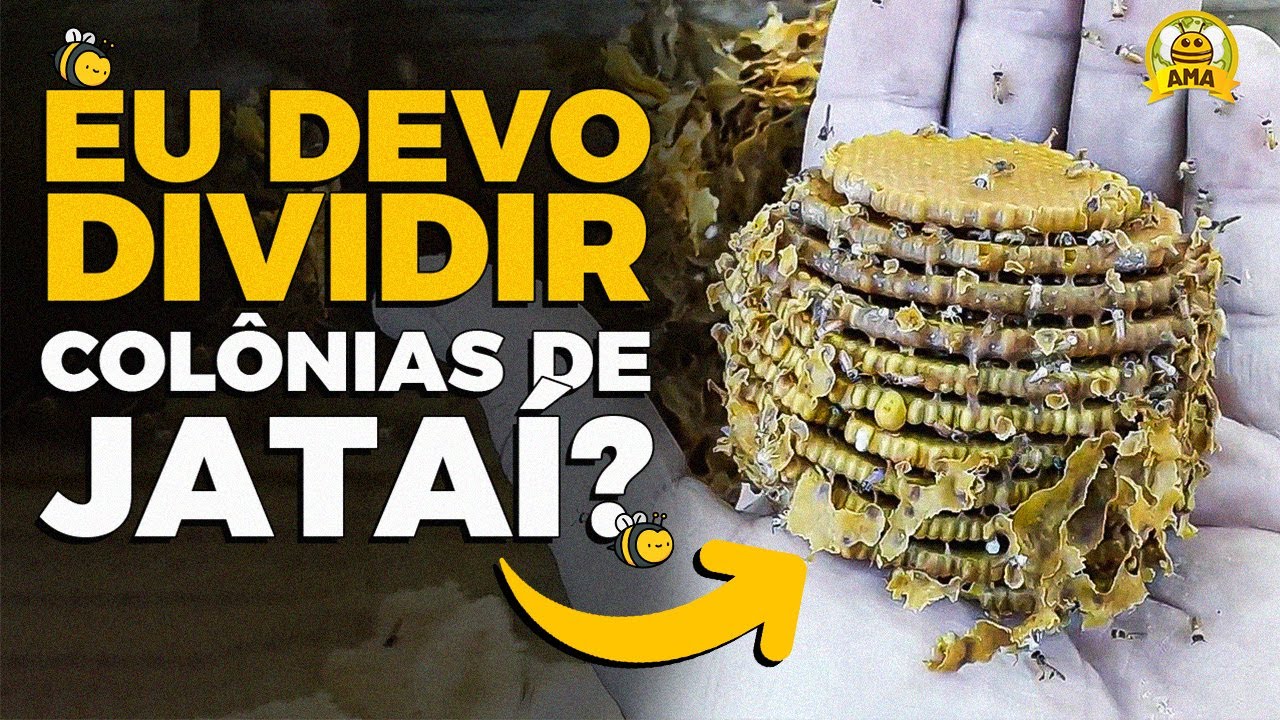 DIVIDIR OU NÃO DIVIDIR MINHA COLÔNIA DE JATAÍ? 🐝