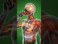 Your Body on Tea: The Wild Inside Story”#health #healtheducation
