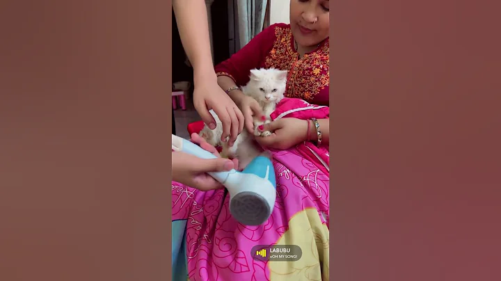 Watch the video about #cat #cats #catvideos #catshorts #catshorts #catvideo #catlife #bathing #groom #grooming