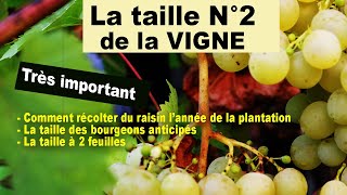 Taille N°2 de la vigne : bourgeons anticipés, taille à 2 feuilles, une récolte dès la 1ère année.